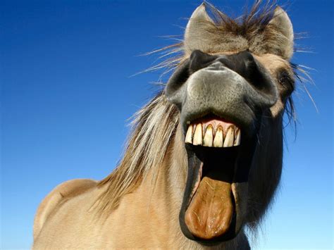 funny horse images|funny horse backgrounds.